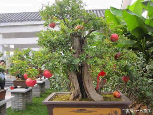 盆栽石榴如何修剪才能造型优美？
