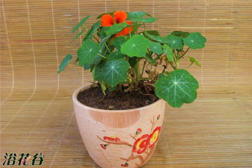 夏季养护注意事项