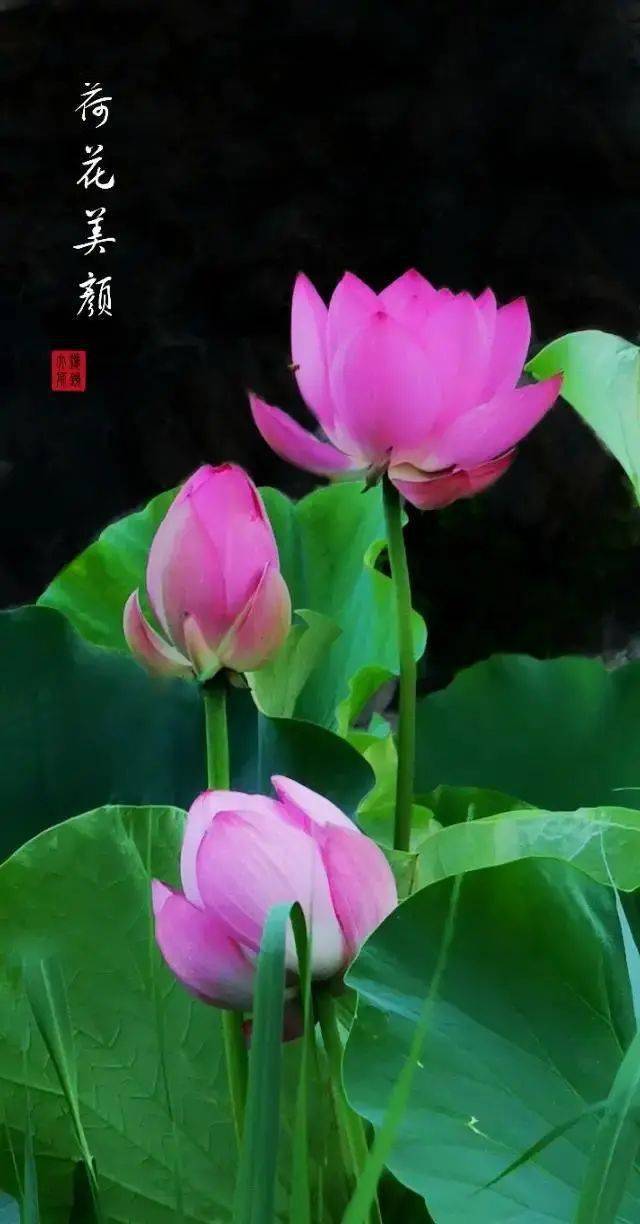黄色荷花的花语是什么它传递的希望与祝福又有哪些寓意呢