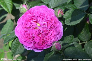 二、月季与蔷薇的株型区别