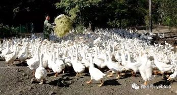 养鹅掌花卉，秘诀全在这！快速旺盛指南