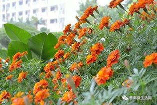 植物界的超级英雄