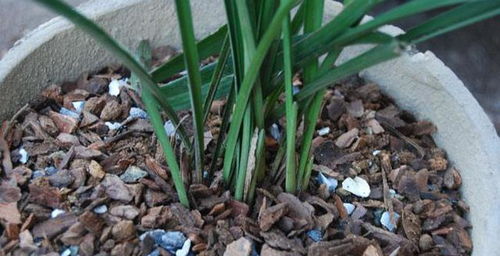 根部剪修的步骤