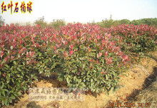 红叶石楠的培育小秘诀