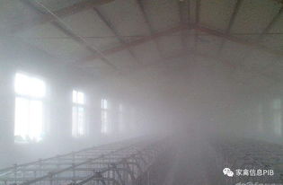 小日龄鸡群高温期，水帘降温安全应用指南