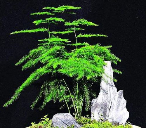 夏日文竹换盆攻略，轻松焕新！