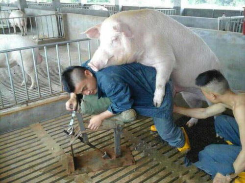 母猪静立反应弱如何有效激活配种成功率？