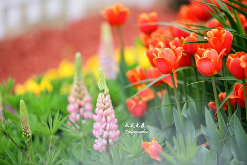 郁金香的花瓣色彩斑斓，它象征着爱情与富贵