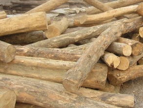 黄杨木的优缺点