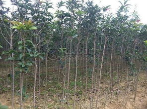 季节对价格的影响