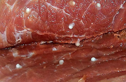 猪囊尾蚴病防控与综合防治策略