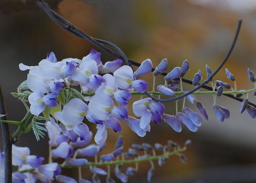 紫藤扦插繁殖技巧：轻松培育美丽藤蔓植物！