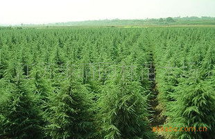 水稻种子发芽， 病虫害得防