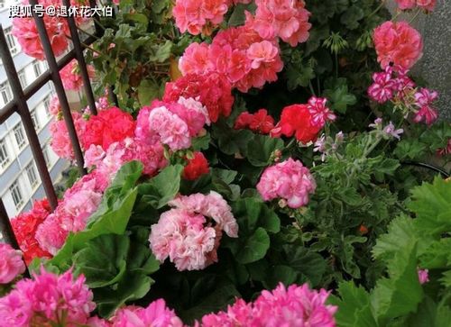 其他种子的播种小秘密