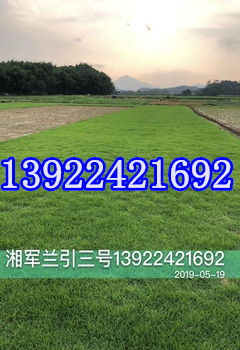 11月草皮浇水的秘密，如何省水又养草？