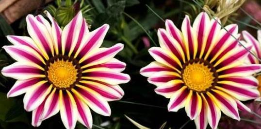 勋章菊花谢，何故仍挂枝头