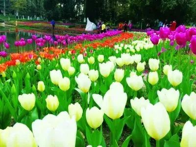 春季档：郁金香打头阵