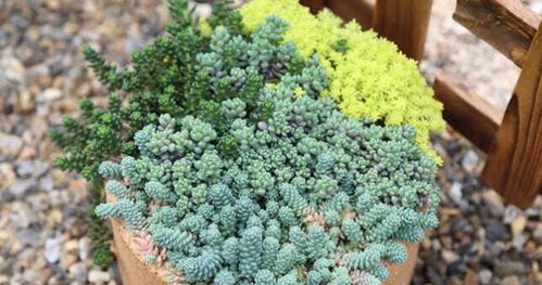 沙土和泥土的优缺点