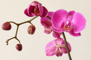 花儿的名字，花的故事