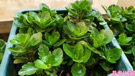 一年扦插爬藤月季开花时间