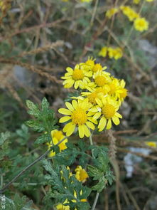 误采野花会产生多少隐性成本？