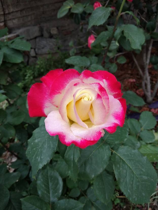 比碗口还大的月季花