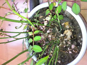 夏天月季叶片枯萎焦黄的原因解析