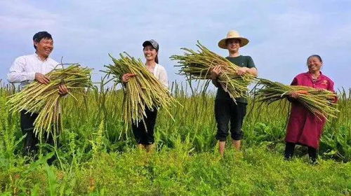 车前子的种植季节：春分催芽， 立夏忌入土