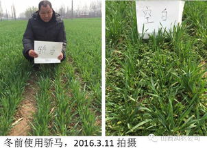 氟吡酰草胺：土壤封闭防除阔叶杂草