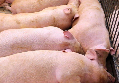 如何破解从圈舍到出栏育肥猪科学饲养的四大核心密码？