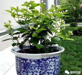 蓝扇花多年生，室内盆栽易养