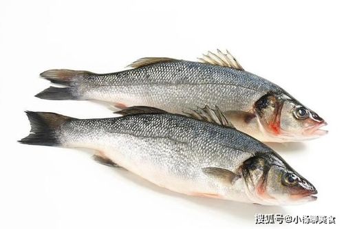 金鲳鱼早期发育研究：探讨其胚胎至稚鱼阶段的生长规律与生态习性