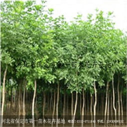 绿化苗木成活率的计算方法