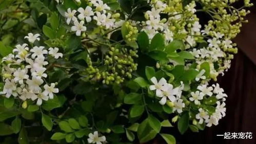 豆瓣绿：小巧可爱，阳光正好