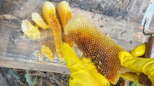 如何吸引蜜蜂到蜂箱里筑巢？