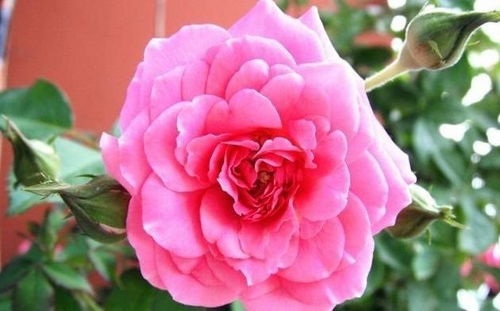 蔷薇花原产于中国， 主要分布在北半球温带、亚热带及热带山区等地。