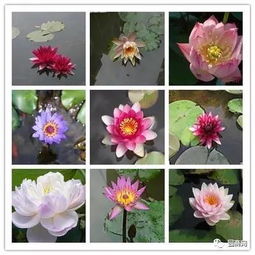 花卉学：从种子到花朵的蜕变