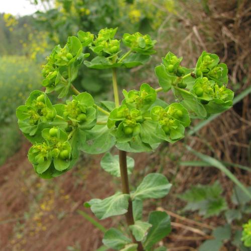 白英怎样养护才能使其家庭药用植物旺盛生长