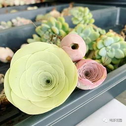 山地玫瑰休眠后如何唤醒它绽放光彩
