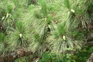 白笋子菜的生长温度要求