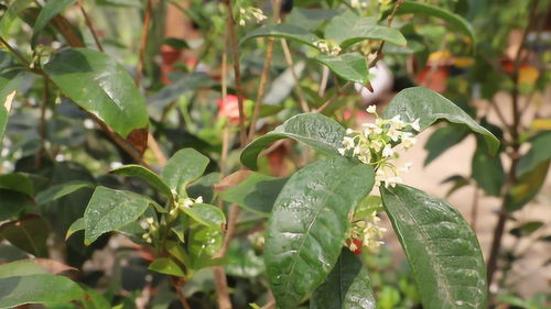 花生营养及用途