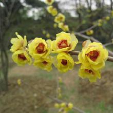 腊梅的价值和用途