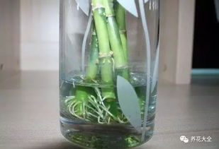 土培配方：腐叶土5成， 河沙3成，蛭石2成，➕碎蛋壳（补钙）