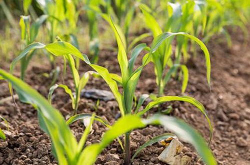 玉米苗前使用乙草胺的疑问解答