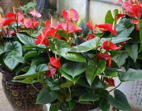 红掌养殖时如何避免叶片发黄，保持花朵鲜艳