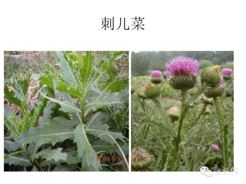 除草谱广，平安性好