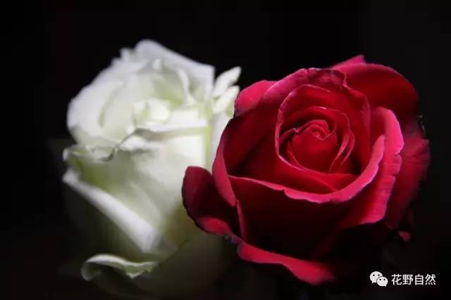 粉玫瑰：温柔浪漫， 表达深厚情感