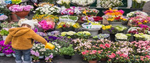 北京花卉展：如何规划你的赏花之旅