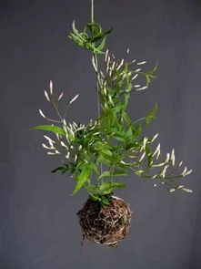 地被植物有哪些？这几种既美观又好养