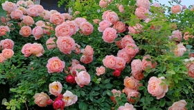 日常修剪不可少